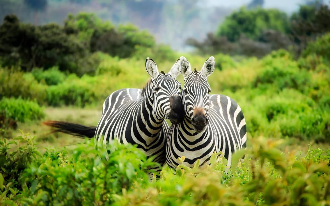 Op safari in Kenia: een avontuur om nooit te vergeten